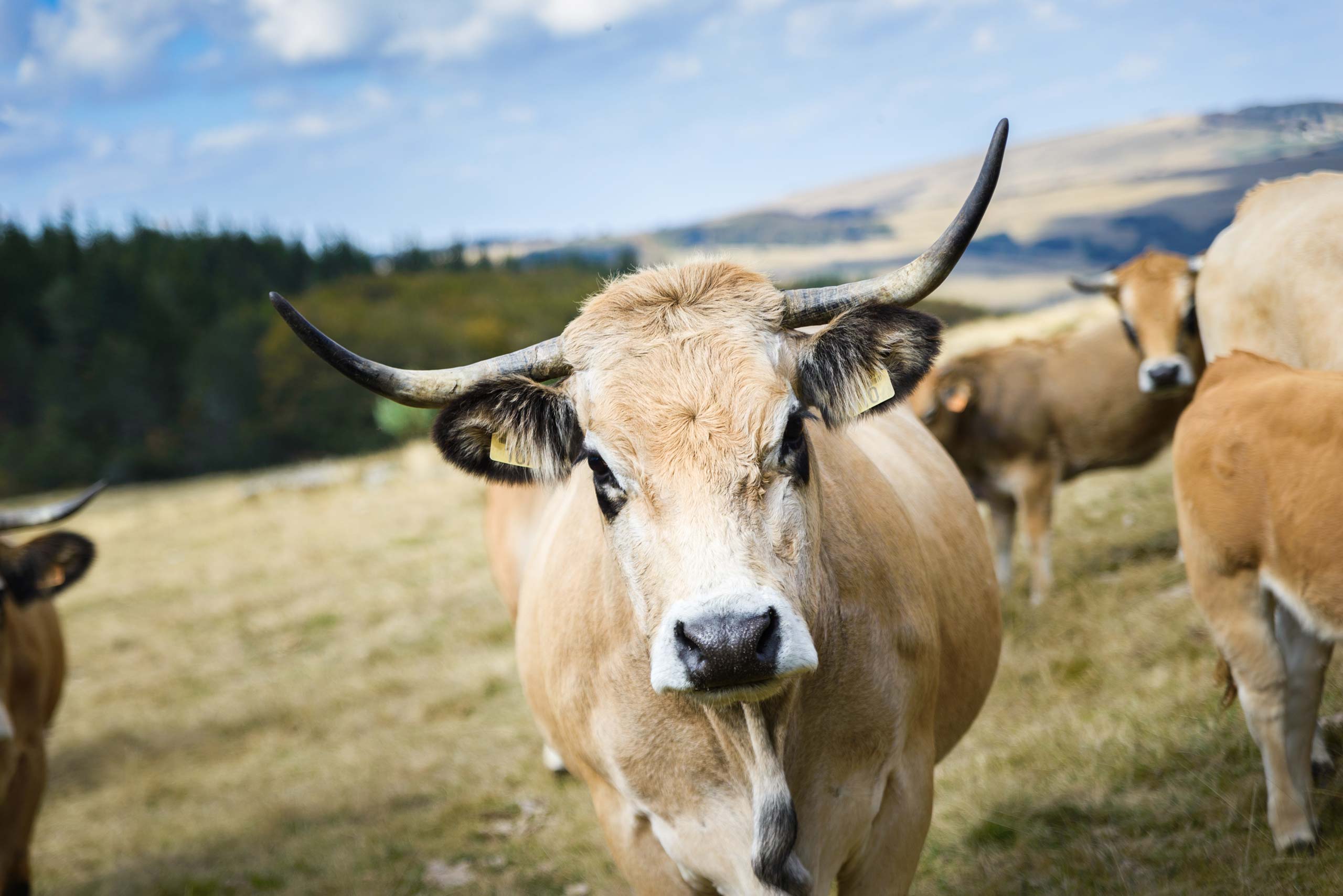 Vache Aubrac Lozère